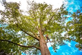 Professional Tree Services in Orfordville, WI