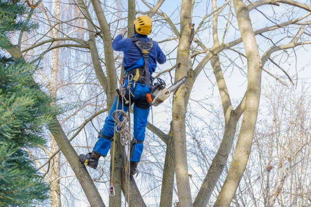 How Our Tree Care Process Works  in  Orfordville, WI